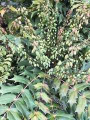 Berberis × hortensis