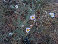 Symphyotrichum moranense