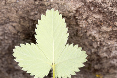 Potentilla micrantha