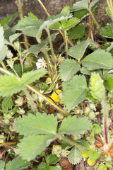 Potentilla micrantha