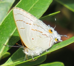 Hypolycaena philippus philippus