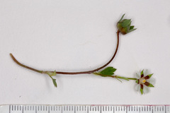 Potentilla micrantha