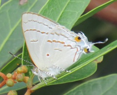 Hypolycaena philippus philippus