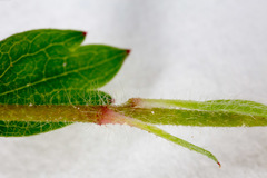 Potentilla micrantha