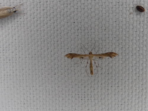 Fire-flag Plume Moth photo 5