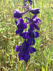 Delphinium decorum
