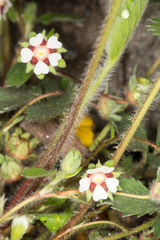 Potentilla micrantha