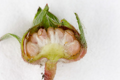 Potentilla micrantha