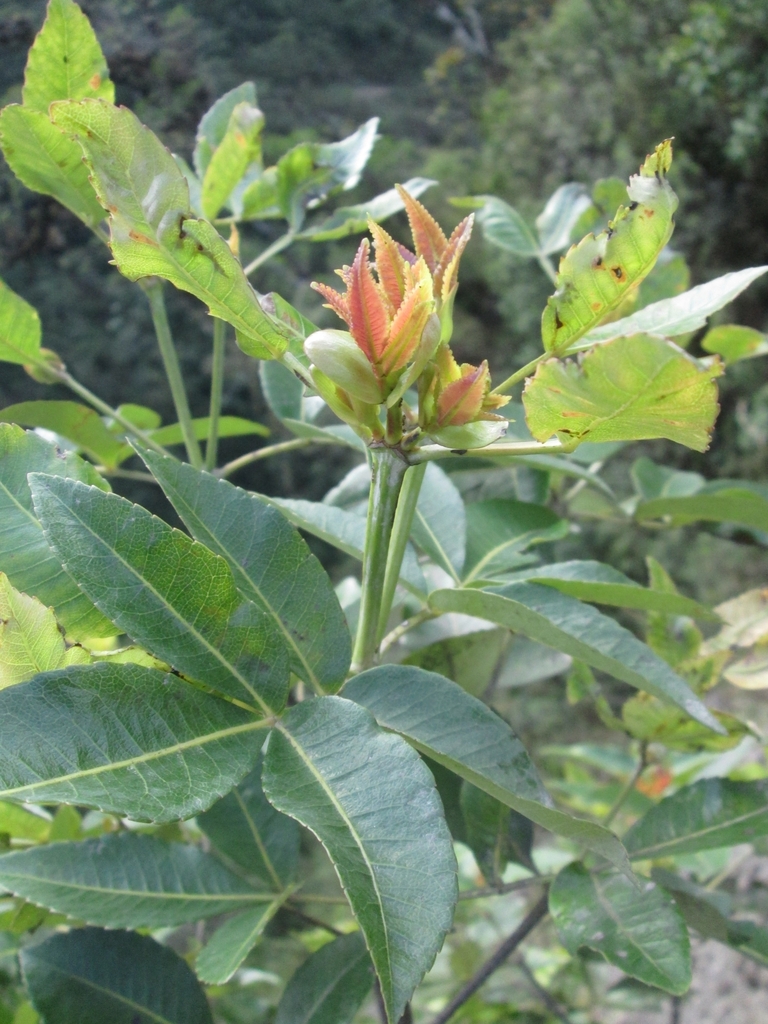 Weinmannia pentaphylla