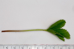 Potentilla micrantha