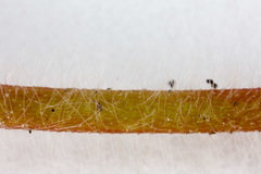 Potentilla micrantha