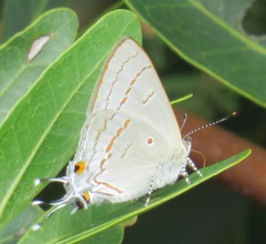 Hypolycaena philippus philippus