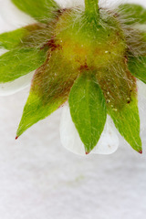 Potentilla micrantha