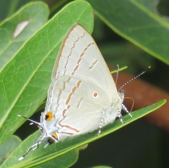 Hypolycaena philippus philippus