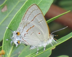 Hypolycaena philippus philippus