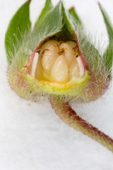 Potentilla micrantha