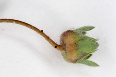 Potentilla micrantha