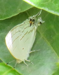 Hypolycaena philippus philippus