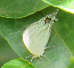 Hypolycaena philippus philippus