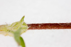 Potentilla micrantha
