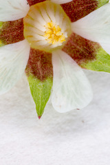 Potentilla micrantha