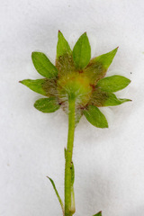 Potentilla micrantha