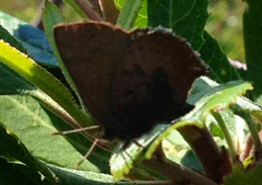 Callophrys augustinus