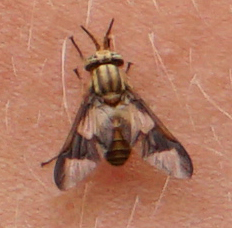 Chrysops flavidus