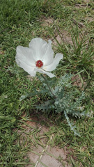 Argemone platyceras
