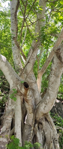 Image of Ficus cotinifolia by no rights reserved