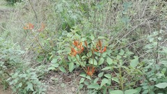 Erythrina leptorhiza