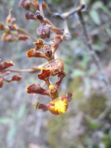 Image of Golden Dancer Orchid by (c) Alfredo Gutierrez Dipaz, some rights reserved (CC BY)