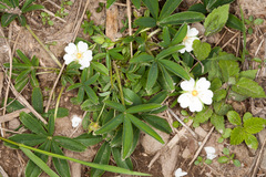 Potentilla alba