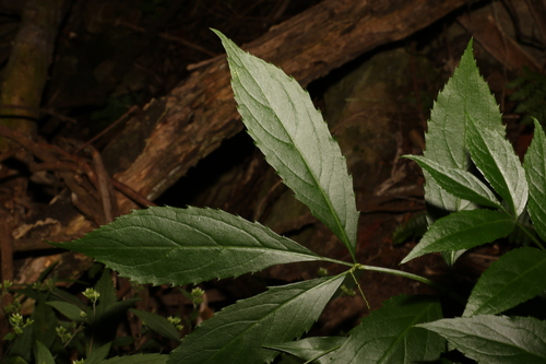 Image of Sambucus australasica by (c) Greg Tasney, some rights reserved (CC BY-SA)