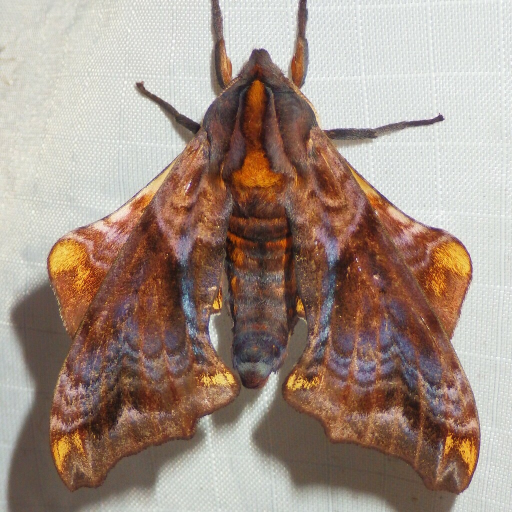 Small-eyed Sphinx from Fitzgerald Rd, Burdett, NY 14818, USA on July 28 ...