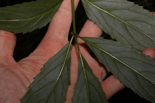 Image of Sambucus australasica by (c) Greg Tasney, some rights reserved (CC BY-SA)