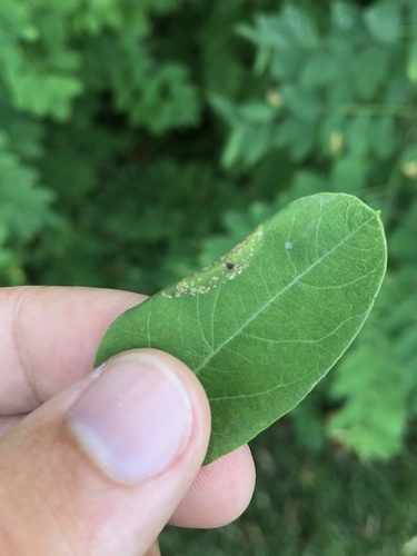 Sinoe robiniella photo 2
