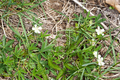 Potentilla alba
