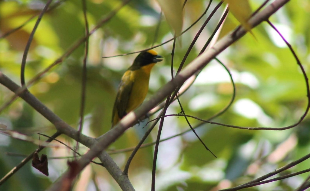 Thick-billed Euphonia from Reserva Natural El Arrullo on October 12 ...