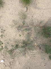 Astragalus insularis harwoodii