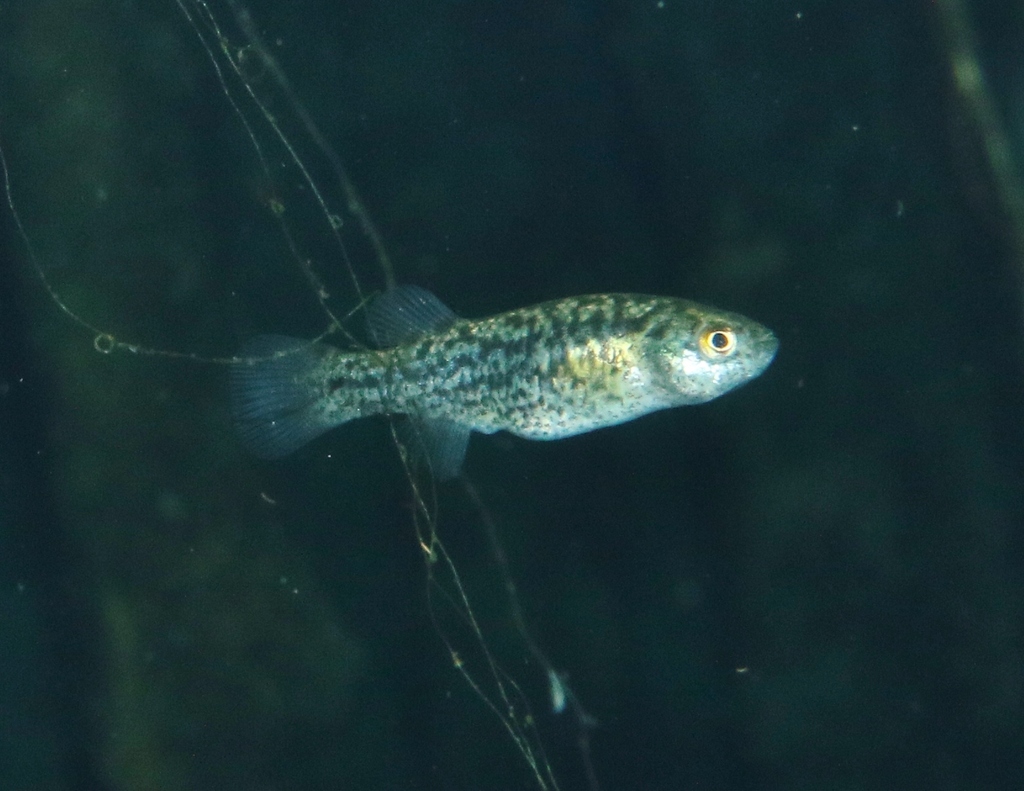 Pahrump poolfish (Empetrichthys latos) — Goodeidae