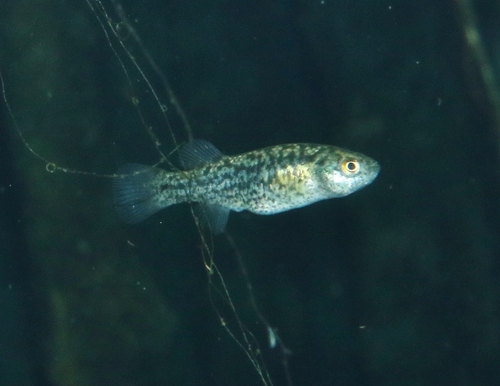 Pahrump poolfish (Empetrichthys latos) — Goodeidae