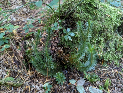 Image of Huperzia occidentalis by no rights reserved