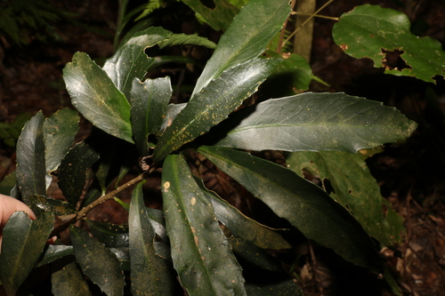 Symplocos harroldii (Symplocos harroldii)