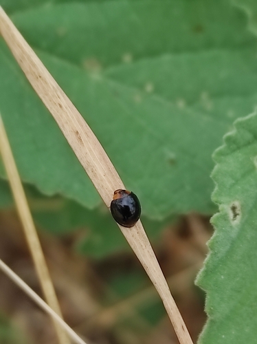 Curinus