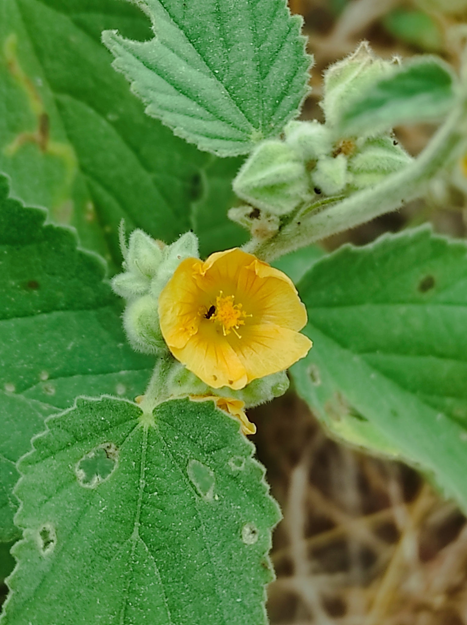Sida cordifolia