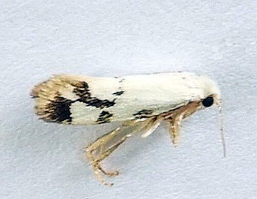 Prodoxus sonorensis