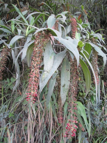 Image of Escallonia Pendula (Escallonia pendula) by (c) Alfredo Gutierrez Dipaz, some rights reserved (CC BY)