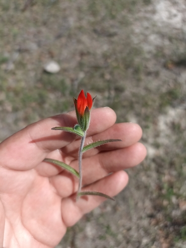 Image of Castilleja nervata by (c) Favian Flores Medina, some rights reserved (CC BY)