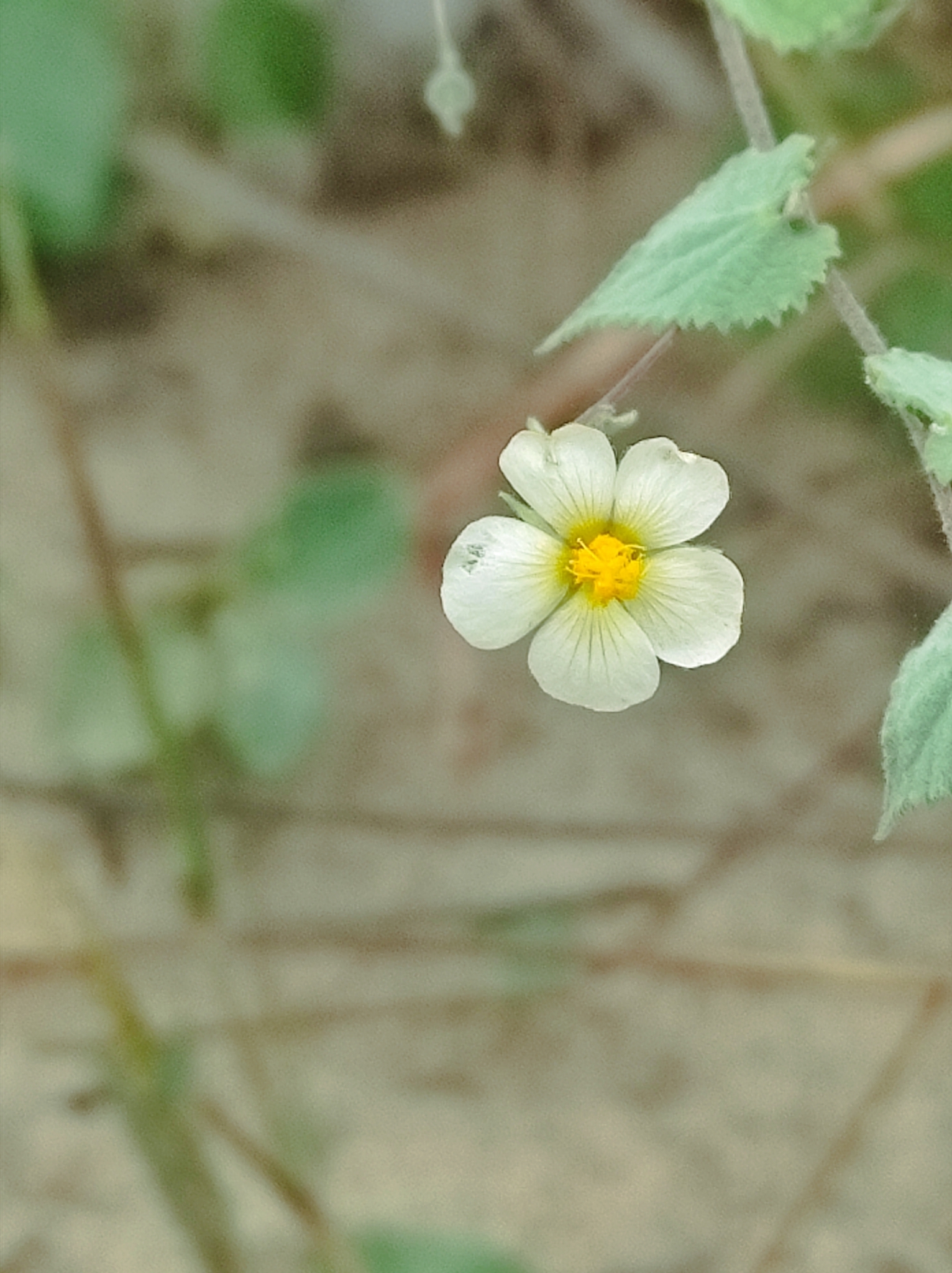 Herissantia crispa